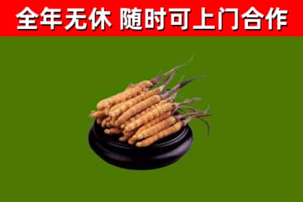 锡林郭勒市回收散虫草