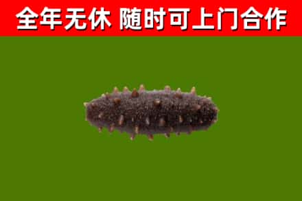 锡林郭勒市回收海参干